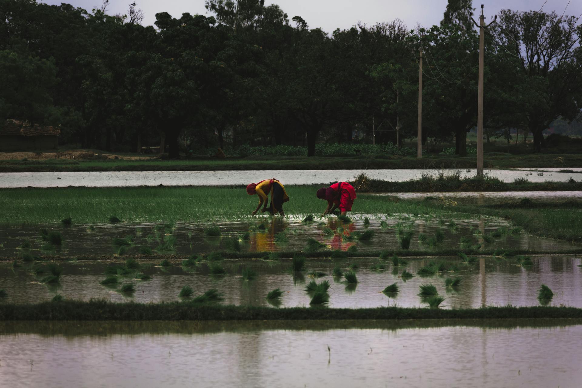 Green agricultural landscape